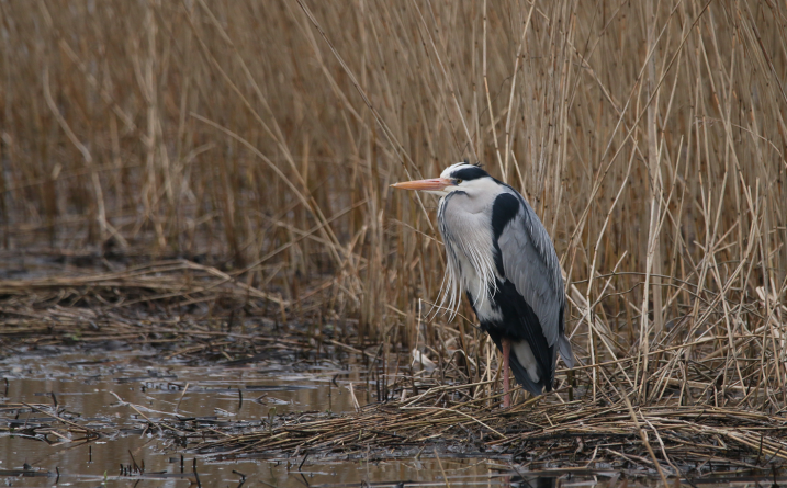 Recent sightings 22nd-27th October 2023